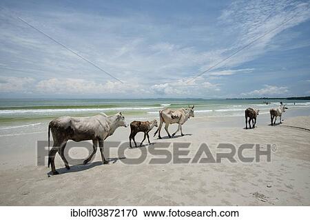 Stock Image - "Cows walking on the beach, Otres Beach, Sihanoukville, Preah Sihanuk, Cambodia, Asia". Fotosearch