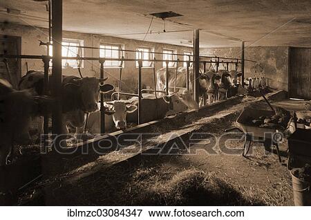 "Cowshed with tethering, Franconian farm, Eckenhaid, Eckental, Middle Franconia, Bavaria, Germany, Europe" View Large Photo Image Stock Photo - "Cowshed with tethering, Franconian farm, Eckenhaid, Eckental, Middle Franconia, Bavaria, Germany, Europe". Fotosearch
