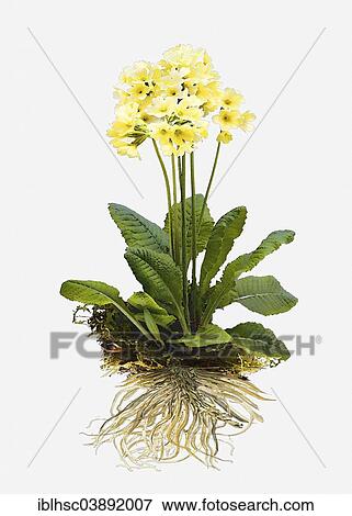 Stock Photo - "Cowslip Primrose (Primula veris), illustration". Fotosearch