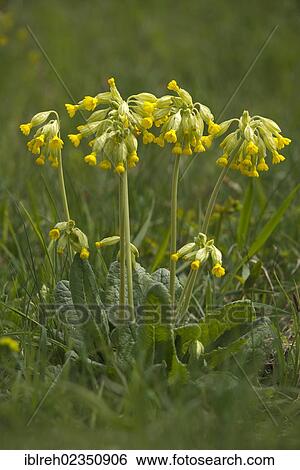 "Cowslip (Primula veris), Bad Ditzenbach, Swabian Alb, Baden-Wuerttemberg, Germany, Europe" View Large Photo Image Stock Photograph - "Cowslip (Primula veris), Bad Ditzenbach, Swabian Alb, Baden-Wuerttemberg, Germany, Europe". Fotosearch