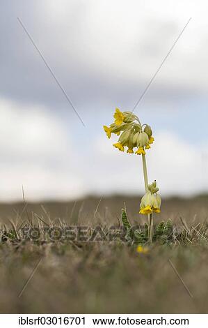 "Cowslip (Primula veris), Hoher Dornberg, Naturpark Habichtswald, Hesse, Germany, Europe" View Large Photo Image Stock Image - "Cowslip (Primula veris), Hoher Dornberg, Naturpark Habichtswald, Hesse, Germany, Europe". Fotosearch