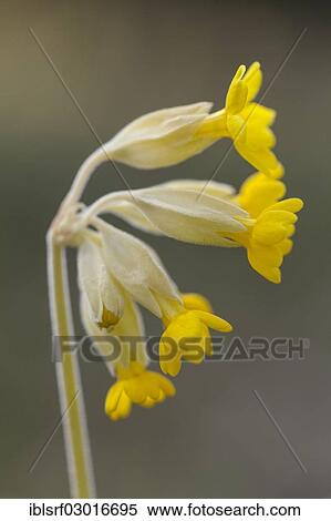 "Cowslip (Primula veris), Hoher Dornberg, Naturpark Habichtswald, Hesse, Germany, Europe" View Large Photo Image Stock Photography - "Cowslip (Primula veris), Hoher Dornberg, Naturpark Habichtswald, Hesse, Germany, Europe". Fotosearch