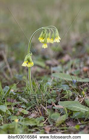 Picture - "Cowslip (Primula veris), Kassel, Kassel, Hesse, Germany, Europe". Fotosearch