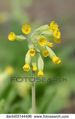 "Cowslip (Primula veris, Primula officinalis), North Rhine-Westphalia, Germany, Europe" View Large Photo Image Stock Photograph - "Cowslip (Primula veris, Primula officinalis), North Rhine-Westphalia, Germany, Europe". Fotosearch