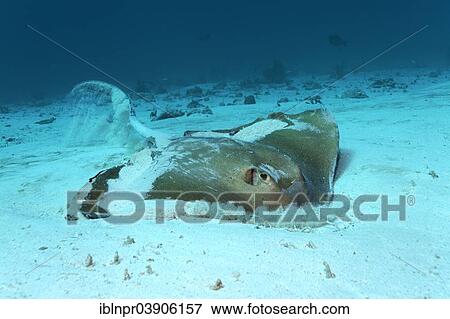 "Cowtail Stingray (Pastinachus sephen), feeding on the sandy sea bottom, Lhaviyani Atoll, Indian Ocean, Maldives, Asia" View Large Photo Image Stock Photo - "Cowtail Stingray (Pastinachus sephen), feeding on the sandy sea bottom, Lhaviyani Atoll, Indian Ocean, Maldives, Asia". Fotosearch