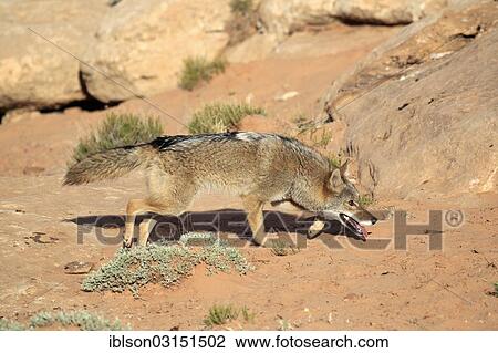 "Coyote (Canis latrans) searching for food, Utah, United States, North America" View Large Photo Image Stock Image - "Coyote (Canis latrans) searching for food, Utah, United States, North America". Fotosearch