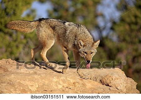 Stock Image - "Coyote (Canis latrans) searching for food, Utah, United States, North America". Fotosearch