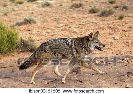 "Coyote (Canis latrans) searching for food, Utah, United States, North America" View Large Photo Image Stock Photography - "Coyote (Canis latrans) searching for food, Utah, United States, North America". Fotosearch