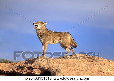"Coyote (Canis latrans) standing on rocks, Utah, United States, North America" View Large Photo Image Stock Image - "Coyote (Canis latrans) standing on rocks, Utah, United States, North America". Fotosearch