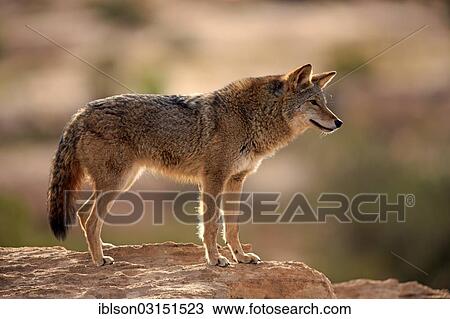 "Coyote (Canis latrans) standing on rocks, Utah, United States, North America" View Large Photo Image Stock Image - "Coyote (Canis latrans) standing on rocks, Utah, United States, North America". Fotosearch