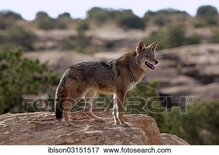 "Coyote (Canis latrans) standing on rocks, Utah, United States, North America" View Large Photo Image Stock Photo - "Coyote (Canis latrans) standing on rocks, Utah, United States, North America". Fotosearch