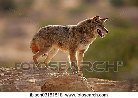 "Coyote (Canis latrans) standing on rocks, Utah, United States, North America" View Large Photo Image Stock Photo - "Coyote (Canis latrans) standing on rocks, Utah, United States, North America". Fotosearch