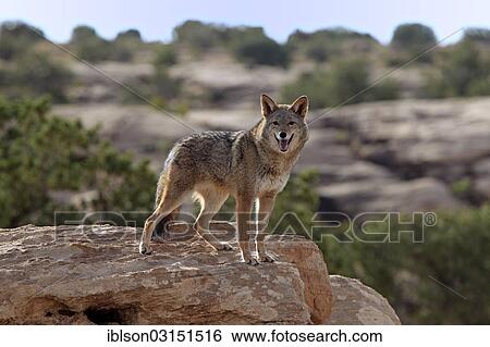 "Coyote (Canis latrans) standing on rocks, Utah, United States, North America" View Large Photo Image Stock Photograph - "Coyote (Canis latrans) standing on rocks, Utah, United States, North America". Fotosearch
