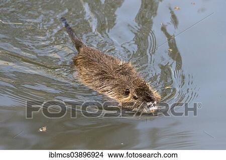 "Coypu (Myocastor coypus), Olderdissen Zoo, Bielefeld, North Rhine-Westphalia, Germany, Europe" View Large Photo Image Picture - "Coypu (Myocastor coypus), Olderdissen Zoo, Bielefeld, North Rhine-Westphalia, Germany, Europe". Fotosearch