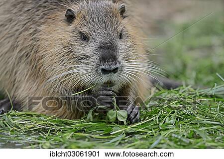 "Coypu, River Rat or Nutria (Myocastor coypus), North Rhine-Westphalia, Germany, Europe" View Large Photo Image Stock Image - "Coypu, River Rat or Nutria (Myocastor coypus), North Rhine-Westphalia, Germany, Europe". Fotosearch