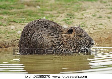 Stock Image - "Coypu, River Rat or Nutria(Myocastor coypus), Camargue, Provence, Southern France, France, Europe". Fotosearch
