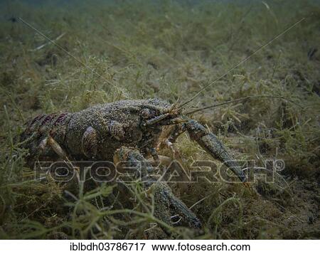 "Crab (Crustacea) in the Helensee lake, Frankfurt an der Oder, Brandenburg, Germany, Europe" View Large Photo Image Stock Photo - "Crab (Crustacea) in the Helensee lake, Frankfurt an der Oder, Brandenburg, Germany, Europe". Fotosearch
