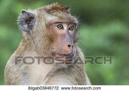 "Crab-eating macaque (Macaca fascicularis), Thailand, Asia" View Large Photo Image Stock Image - "Crab-eating macaque (Macaca fascicularis), Thailand, Asia". Fotosearch