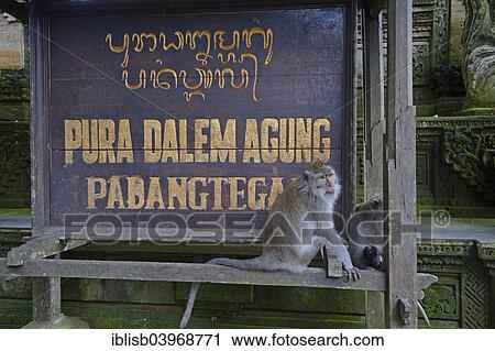 "Crab-eating macaque (Macaca fascicularis) sitting in front of the sign of the temple Pura Dalem Agung Padangtegal at the Ubud Monkey Forest, Ubud, Bali, Indonesia, Asia" View Large Photo Image Stock Image - "Crab-eating macaque (Macaca fascicularis) sitting in front of the sign of the temple Pura Dalem Agung Padangtegal at the Ubud Monkey Forest, Ubud, Bali, Indonesia, Asia". Fotosearch