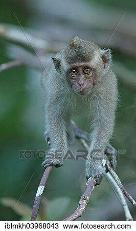 "Crab-eating Macaque (Macaca fascicularis), young, National Park Tanjung Puting, Central Kalimantan, Borneo, Indonesia, Asia" View Large Photo Image Stock Image - "Crab-eating Macaque (Macaca fascicularis), young, National Park Tanjung Puting, Central Kalimantan, Borneo, Indonesia, Asia". Fotosearch