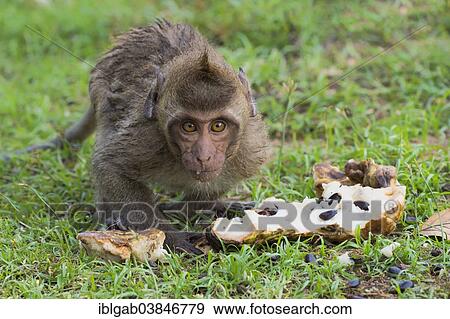 Stock Photo - "Crab-eating macaque (Macaca fascicularis), young feeding on fruit, Thailand, Asia". Fotosearch