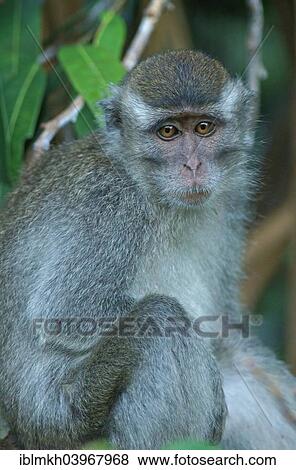 "Crab-eating Macaque (Macaca fascicularis), Tanjung Puting National Park, Central Kalimantan, Borneo, Indonesia, Asia" View Large Photo Image Stock Photo - "Crab-eating Macaque (Macaca fascicularis), Tanjung Puting National Park, Central Kalimantan, Borneo, Indonesia, Asia". Fotosearch