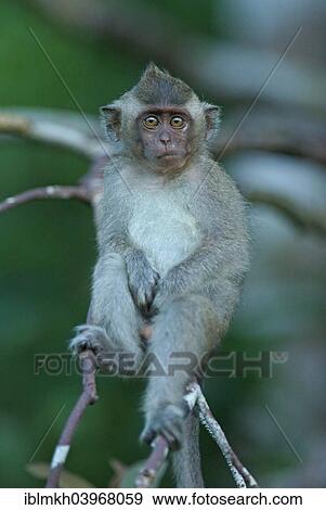 "Crab-eating Macaque (Macaca fascicularis), young, National Park Tanjung Puting, Central Kalimantan, Borneo, Indonesia, Asia" View Large Photo Image Stock Photo - "Crab-eating Macaque (Macaca fascicularis), young, National Park Tanjung Puting, Central Kalimantan, Borneo, Indonesia, Asia". Fotosearch