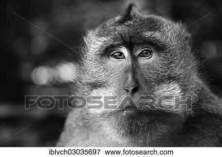 Stock Photo - "Crab-eating Macaque (Macaca fascicularis), portrait, Bali, Indonesia, Asia". Fotosearch