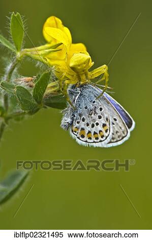 "Crab Spider (Thomisus onustus), adult female, feeding on gossamer-winged butterfly (Lycaenidae sp. ), prey, Italy, Europe" View Large Photo Image Stock Photography - "Crab Spider (Thomisus onustus), adult female, feeding on gossamer-winged butterfly (Lycaenidae sp. ), prey, Italy, Europe". Fotosearch
