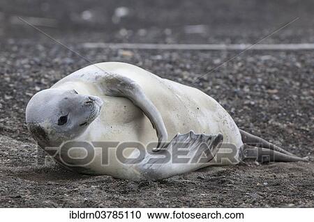 "Crabeater Seal (Lobodon carcinophagus) resting on the beach, Deception Island, Antarctic Peninsula" View Large Photo Image Stock Image - "Crabeater Seal (Lobodon carcinophagus) resting on the beach, Deception Island, Antarctic Peninsula". Fotosearch