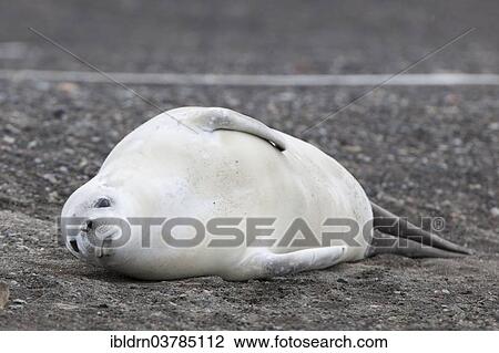"Crabeater Seal (Lobodon carcinophagus) resting on the beach, Deception Island, Antarctic Peninsula" View Large Photo Image Stock Image - "Crabeater Seal (Lobodon carcinophagus) resting on the beach, Deception Island, Antarctic Peninsula". Fotosearch