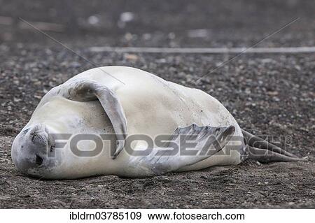 "Crabeater Seal (Lobodon carcinophagus) resting on the beach, Deception Island, Antarctic Peninsula" View Large Photo Image Stock Photo - "Crabeater Seal (Lobodon carcinophagus) resting on the beach, Deception Island, Antarctic Peninsula". Fotosearch
