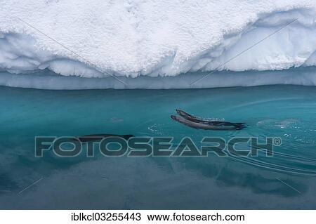 Stock Image - "Crabeater seals (Lobodon carcinophaga), Paradise Bay, Antarctic Peninsula, Antarctica". Fotosearch