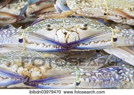 Stock Image - "Crabs on display at a market, Thailand, Asia". Fotosearch