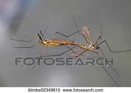 Stock Photography - "Crane Flies (Ctenophora ornata) mating, Brandenburg, Germany, Europe". Fotosearch