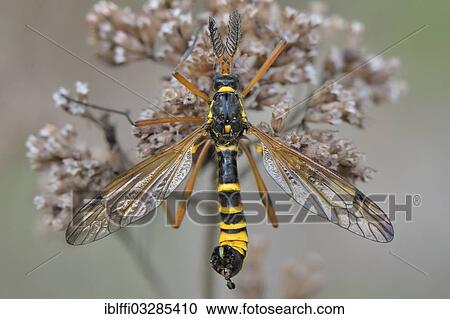 Stock Image - "Crane Fly (Ctenophora flaveolata), male with clearly visible comb sensors on desiccated inflorescence of an Oregano (Origanum vulgare), Dortmund, Ruhr district, North Rhine-Westphalia, Germany, Europe". Fotosearch