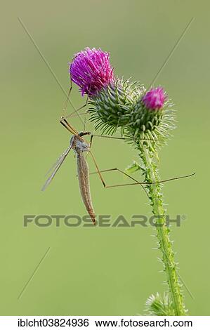 "Crane Fly (Tipula paludosa) on a Spear Thistle (Cirsium vulgare, Cirsium lanceolatum), North Rhine-Westphalia, Germany, Europe" View Large Photo Image Stock Photograph - "Crane Fly (Tipula paludosa) on a Spear Thistle (Cirsium vulgare, Cirsium lanceolatum), North Rhine-Westphalia, Germany, Europe". Fotosearch
