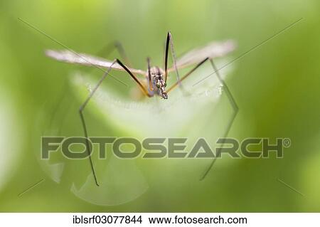 "Crane Fly (Tipulida) in a meadow, Fuldabruck, Hesse, Germany, Europe" View Large Photo Image Picture - "Crane Fly (Tipulida) in a meadow, Fuldabruck, Hesse, Germany, Europe". Fotosearch