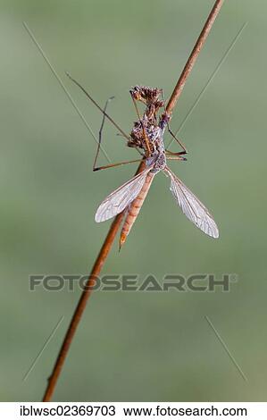 Stock Image - "Crane Fly (Tipulidae), Vulkaneifel district, Rhineland-Palatinate, Germany, Europe". Fotosearch
