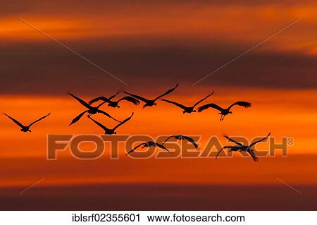 Stock Image - "Crane (Grus grus) in flight at sunset, Ruegen Island, Mecklenburg-Western Pomerania, Germany, Europe". Fotosearch