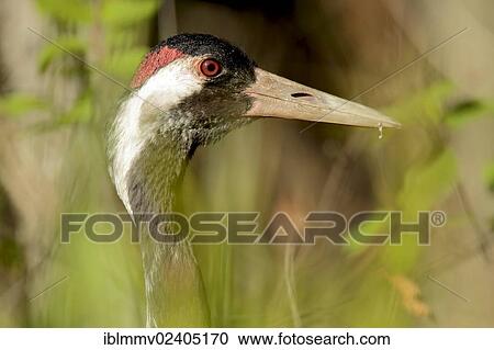 "Crane (Grus grus), portrait, Drosedower Bek, Mecklenburg-Strelitz district, Mecklenburg-Western Pomerania, Germany, Europe" View Large Photo Image Stock Image - "Crane (Grus grus), portrait, Drosedower Bek, Mecklenburg-Strelitz district, Mecklenburg-Western Pomerania, Germany, Europe". Fotosearch