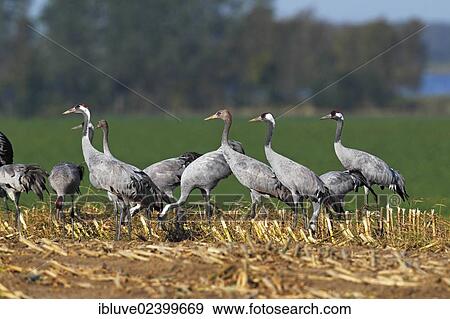 "Cranes, gray cranes (Grus grus), young birds and adult birds, migration, foraging on a harvested cornfield, Ruegen-Bock region, Western Pomerania Lagoon Area, Mecklenburg-Western Pomerania, Germany, Europe" View Large Photo Image Stock Photo - "Cranes, gray cranes (Grus grus), young birds and adult birds, migration, foraging on a harvested cornfield, Ruegen-Bock region, Western Pomerania Lagoon Area, Mecklenburg-Western Pomerania, Germany, Europe". Fotosearch