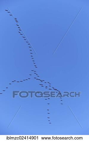 Stock Image - Cranes (Grus grus) flying in formation against a blue sky, Othenstorf, Mecklenburg-Western Pomerania, Germany, Europe. Fotosearch