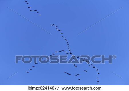 Cranes (Grus grus) flying in formation against a blue sky, Othenstorf, Mecklenburg-Western Pomerania, Germany, Europe View Large Photo Image Stock Photo - Cranes (Grus grus) flying in formation against a blue sky, Othenstorf, Mecklenburg-Western Pomerania, Germany, Europe. Fotosearch
