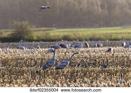 "Cranes (Grus grus) in a maize field, Ruegen Island, Mecklenburg-Western Pomerania, Germany, Europe" View Large Photo Image Picture - "Cranes (Grus grus) in a maize field, Ruegen Island, Mecklenburg-Western Pomerania, Germany, Europe". Fotosearch