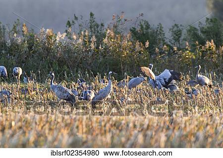 Stock Image - "Cranes (Grus grus) in a maize field, Ruegen Island, Mecklenburg-Western Pomerania, Germany, Europe". Fotosearch