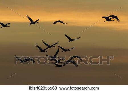 "Cranes (Grus grus) in flight at sunset, Ruegen Island, Mecklenburg-Western Pomerania, Germany, Europe" View Large Photo Image Stock Image - "Cranes (Grus grus) in flight at sunset, Ruegen Island, Mecklenburg-Western Pomerania, Germany, Europe". Fotosearch