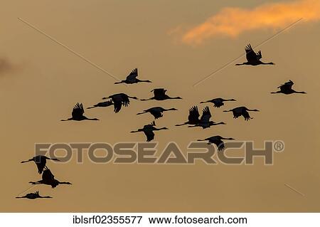 "Cranes (Grus grus) in flight at sunset, Ruegen Island, Mecklenburg-Western Pomerania, Germany, Europe" View Large Photo Image Stock Photo - "Cranes (Grus grus) in flight at sunset, Ruegen Island, Mecklenburg-Western Pomerania, Germany, Europe". Fotosearch