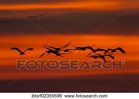 Stock Photo - "Cranes (Grus grus) in flight at sunset, Ruegen Island, Mecklenburg-Western Pomerania, Germany, Europe". Fotosearch