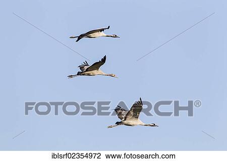 "Cranes (Grus grus) in flight, Ruegen Island, Mecklenburg-Western Pomerania, Germany, Europe" View Large Photo Image Stock Image - "Cranes (Grus grus) in flight, Ruegen Island, Mecklenburg-Western Pomerania, Germany, Europe". Fotosearch